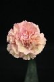 Dianthus Crayola